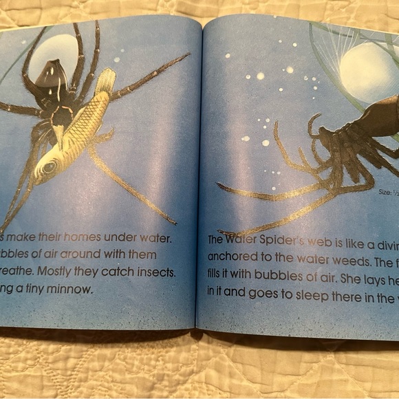 Spiders - Picture 7 of 11